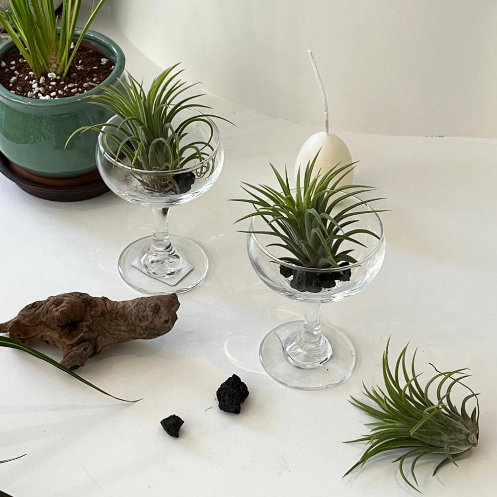 반려식물 SET(식물+화분+화산선) 플랜트 공기정화 식물 인테리어 집들이선물
