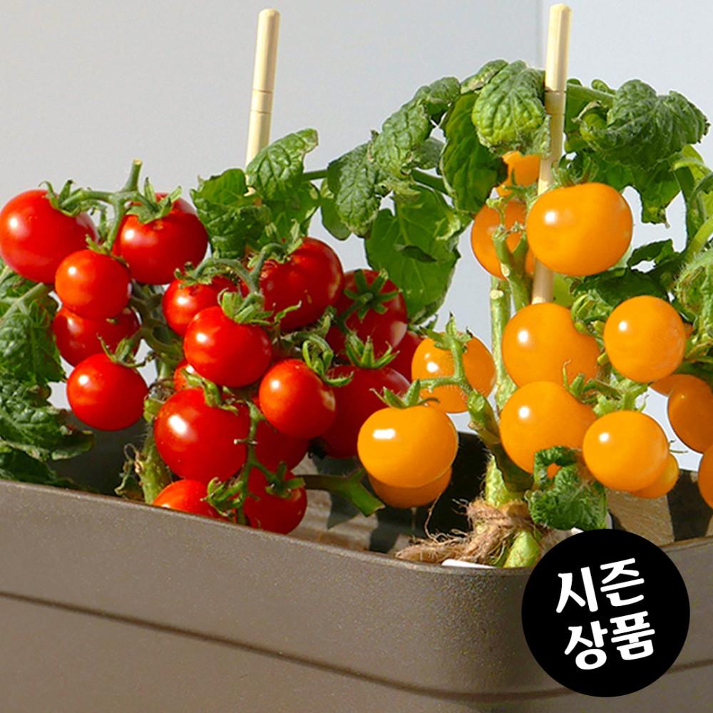 열매 달린 방울 토마토 키우기 미니 모종 홈가드닝 베란다 텃밭