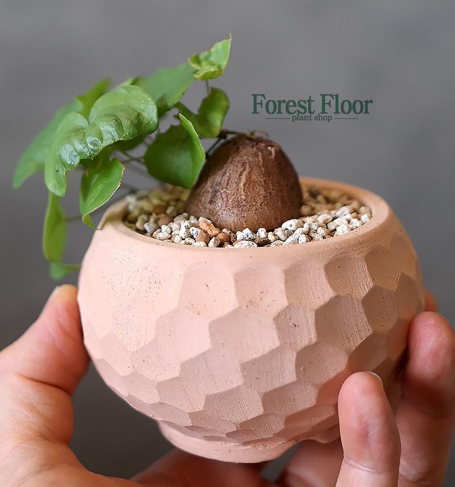 구갑룡 토분 괴근식물 희귀식물 아프리카식물 caudex : Forest Floor