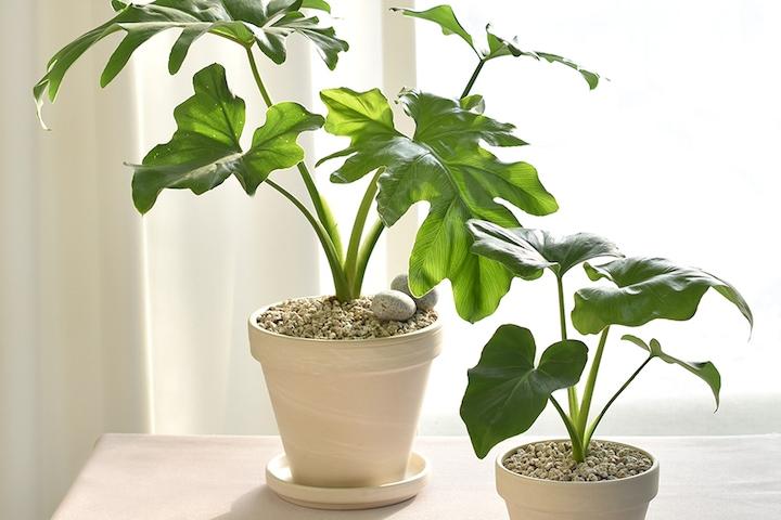 [오늘의딜] 호프셀렘 실내공기정화식물