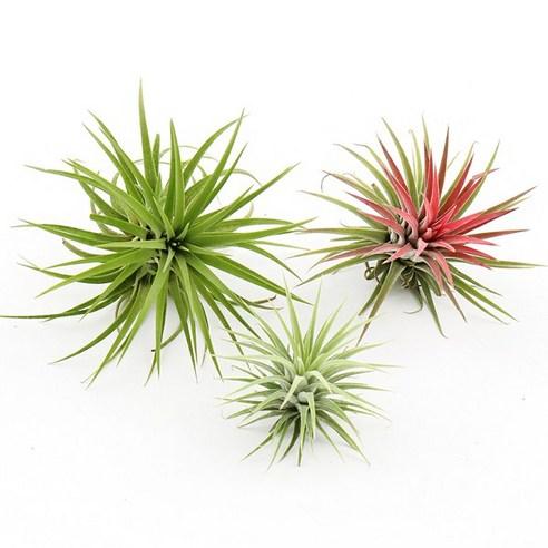 갑조네 틸란드시아 모음 에어플랜트 공기정화식물 인테리어 식물 행잉플랜트