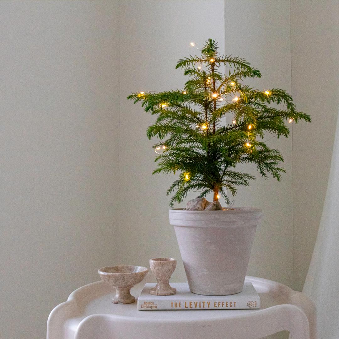 오브제그린 Christmas tree 생나무 크리스마스 트리 set (한정수량)