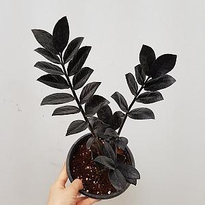 블랙금전수 12/동일품배송