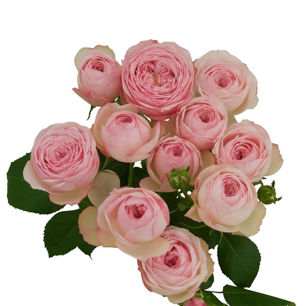 맨스필드 파크 (Mansfield Park Pink®)