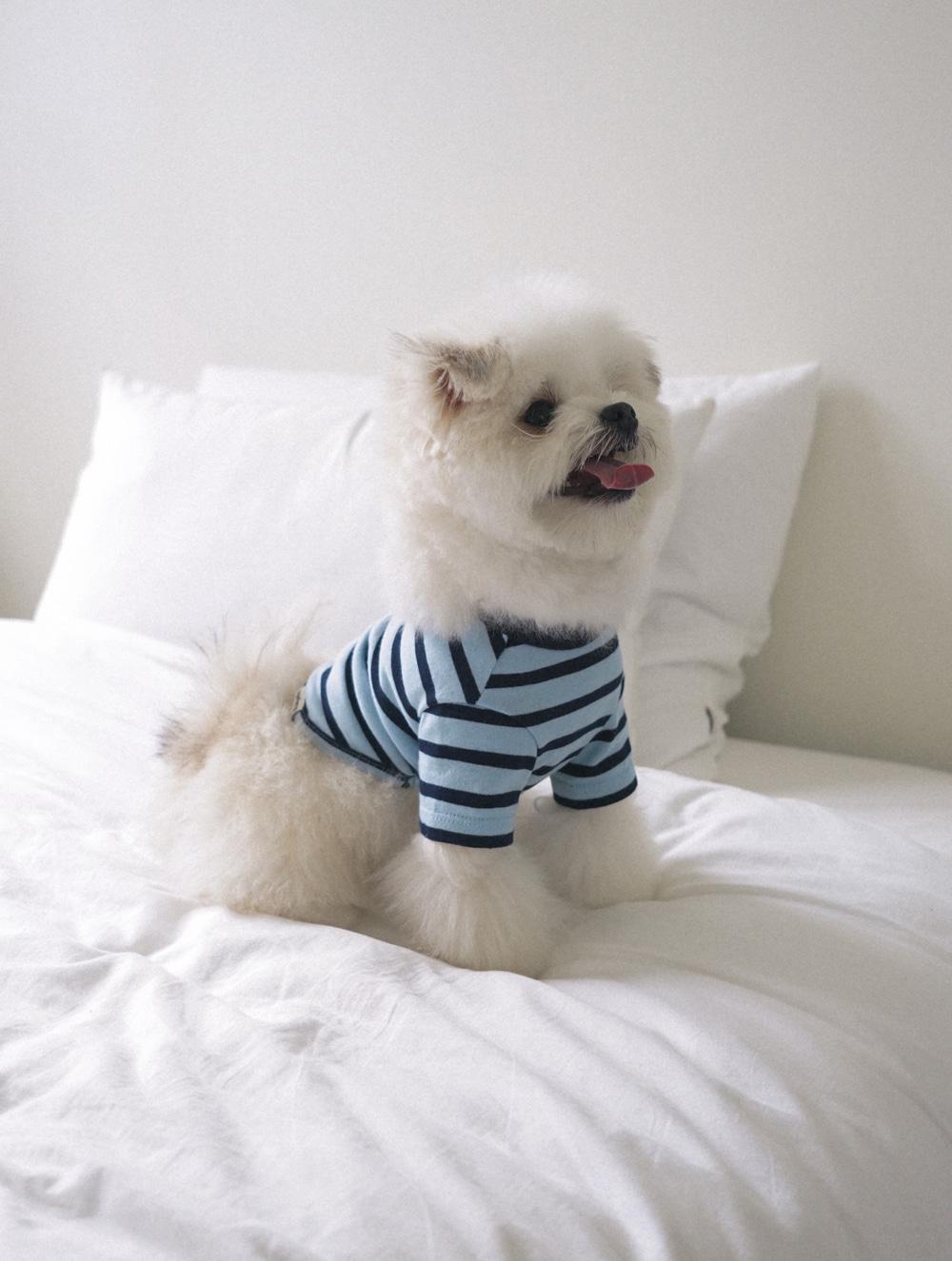 Striped Crop T-shirt (Sky Blue)