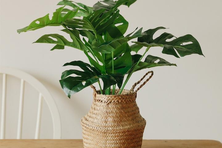 아크리에 몬스테라 조화나무 + 해초바구니 추가선택