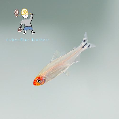 러미노즈 테트라