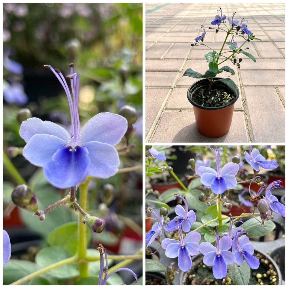 나비수국 나비수국키우기 꽃모종 실내화초