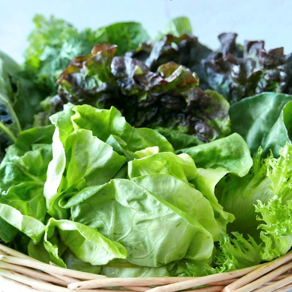 양평군 지평읍 모듬 쌈채소 약13종 구이용 샐러드 야채 로메인 상추 쌈케일 모둠야채
