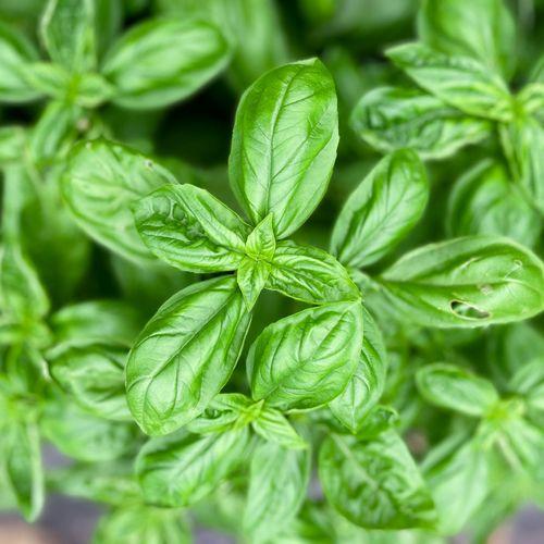 유기농 바질 100g