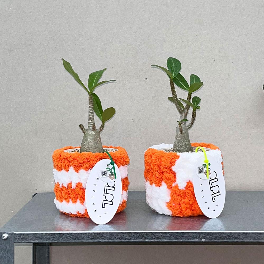 미니바오밥 아데니움 오베숨 xORANGE pot / 아프리카식물 키우기쉬운식물