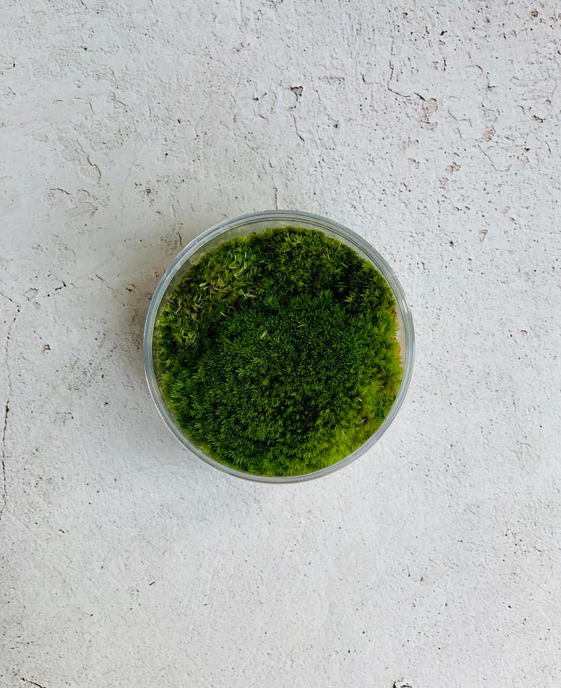 샘 이끼키우기 테라리움재료 비단이끼 생이끼