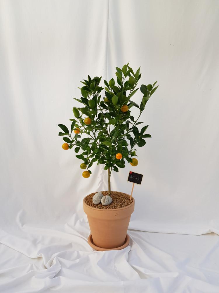 유주나무 중형 식물만 구매