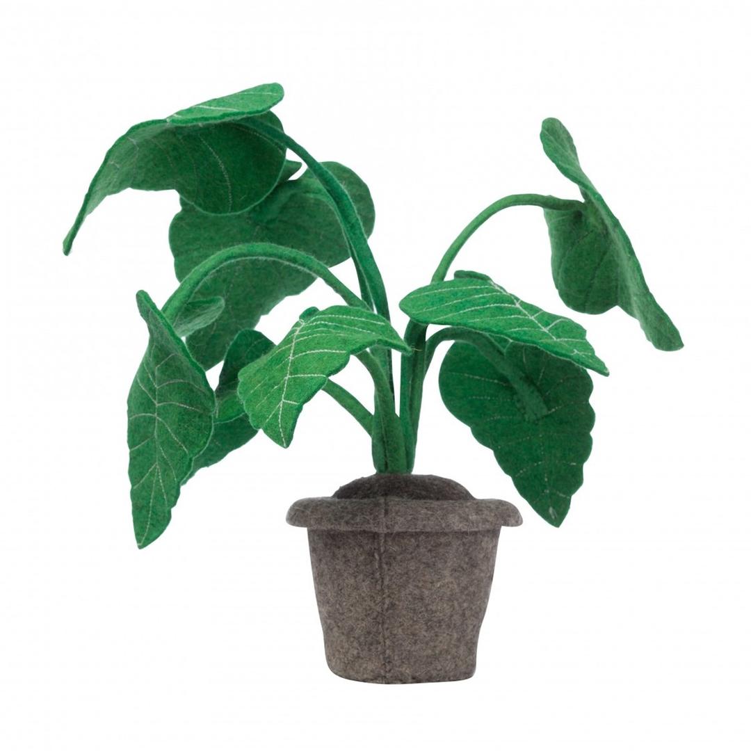alocasia