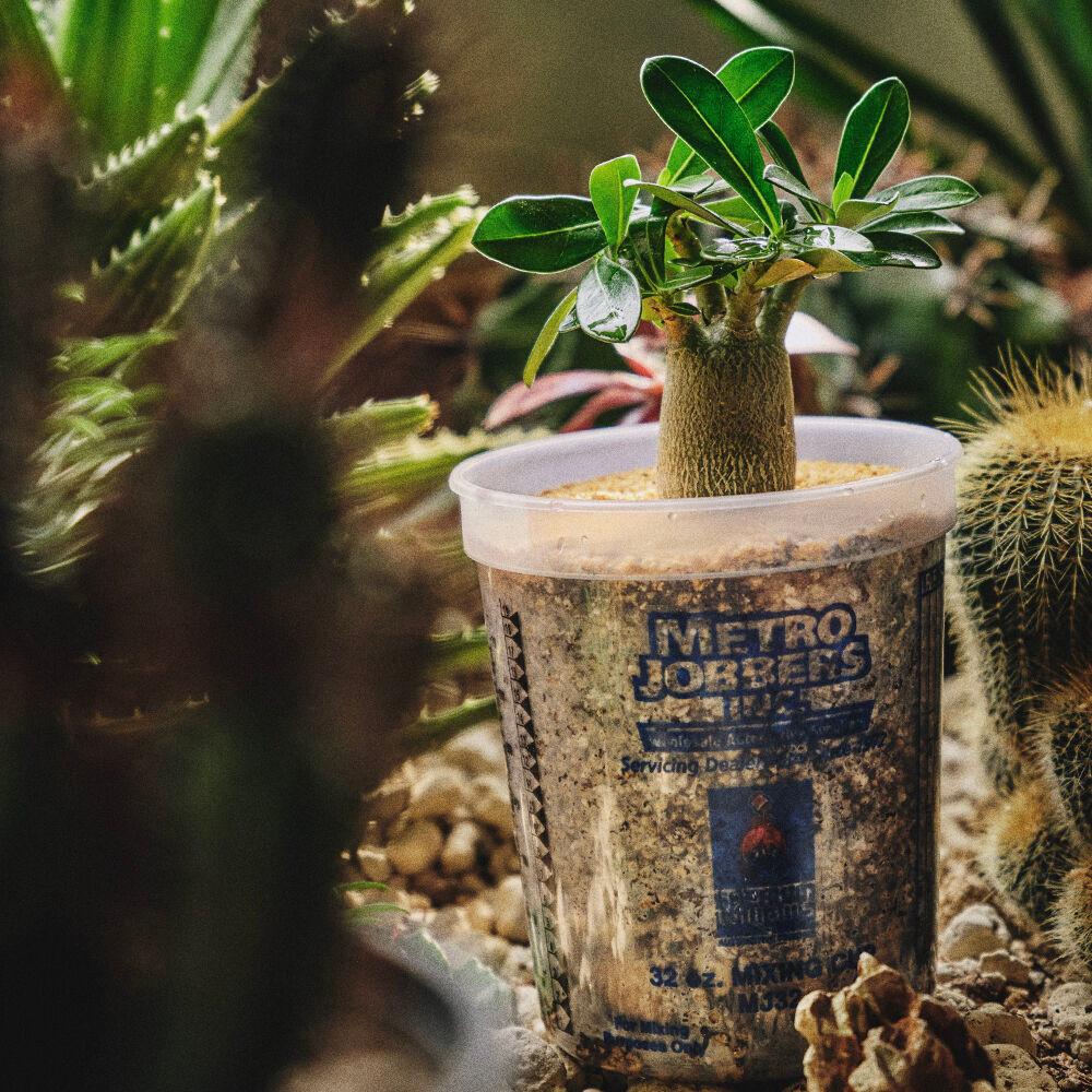 Asianhighway 플랜트 세트 - [오베숨]