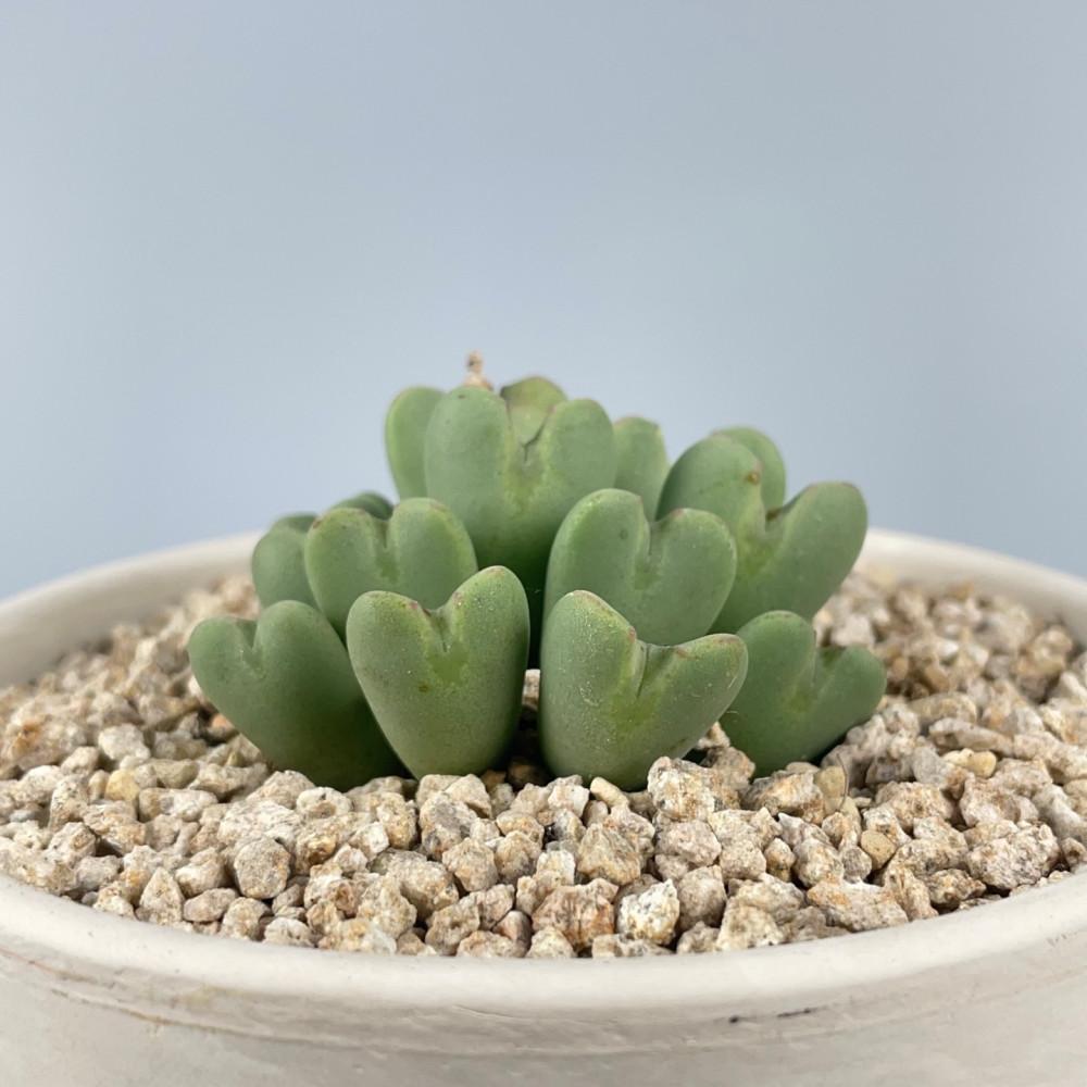 축전 하트다육이 다유기 다육이