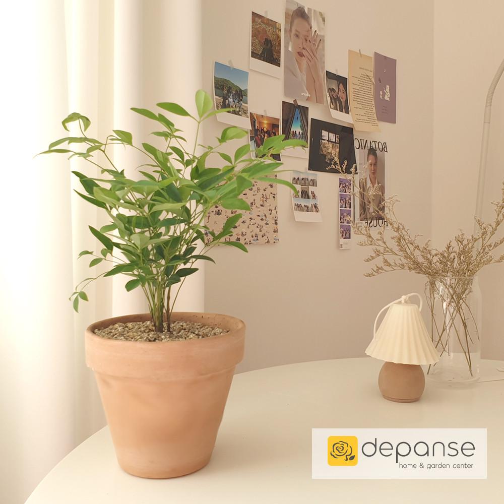 실내공기정화식물 반려 희귀 집에서키우기쉬운 식물 플랜테리어 승진 테이블야자 포트 화분