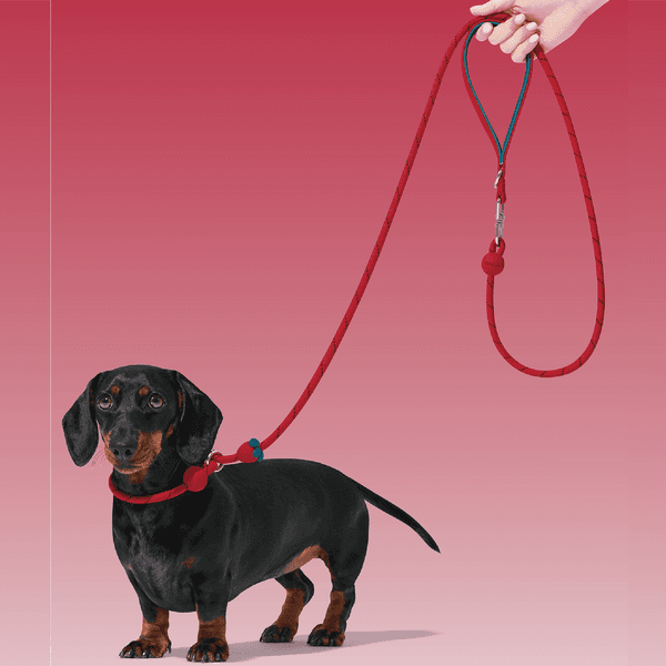🍓 커넥트 라이트 로프 리드줄 (딸기) - 소형견