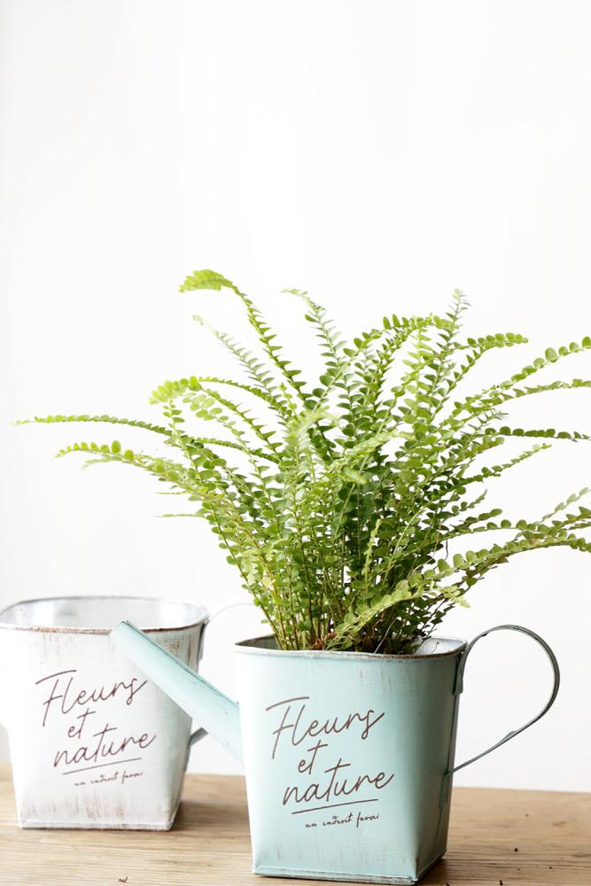 더피 고사리 토분 화분 키우기 실내공기정화식물 공기청정