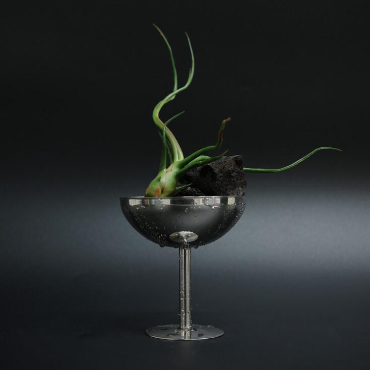 불보사 (Tillandsia bulbosa)