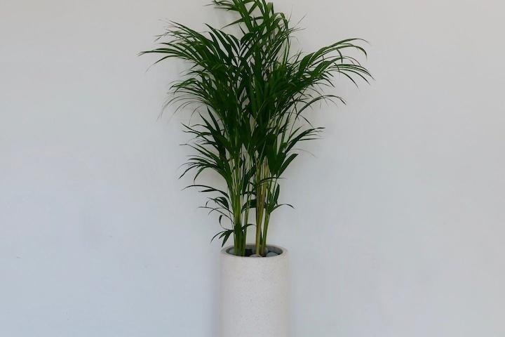 아레카야자_공기정화식물