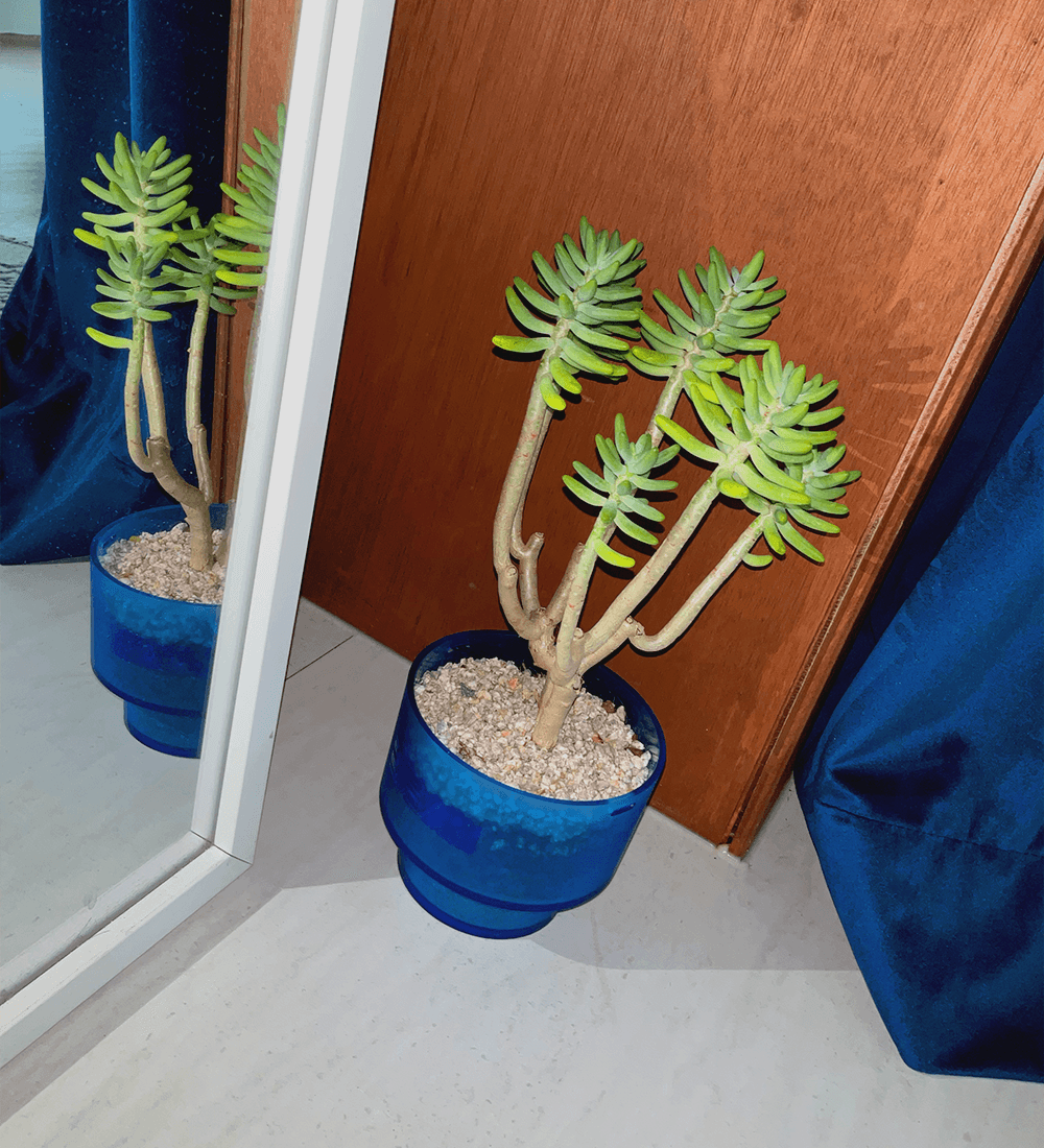 [Limited Edition] Pot Deep Sea