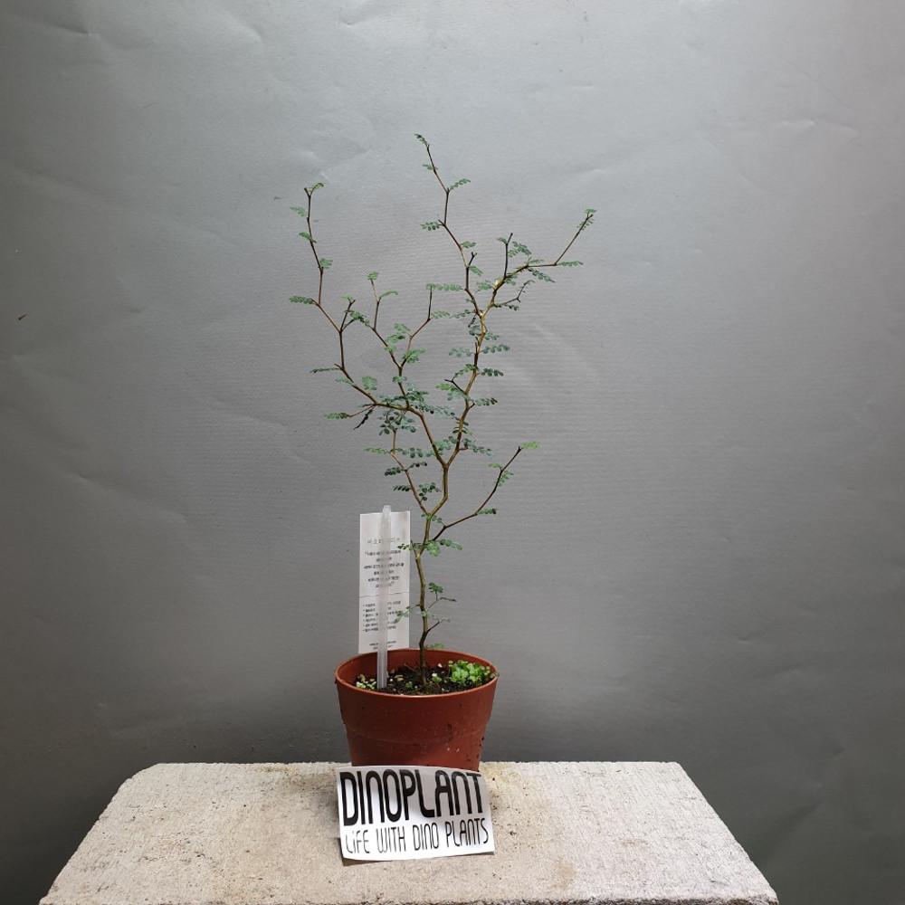 마오리소포라 15~30cm 99 호주야생화 수입식물