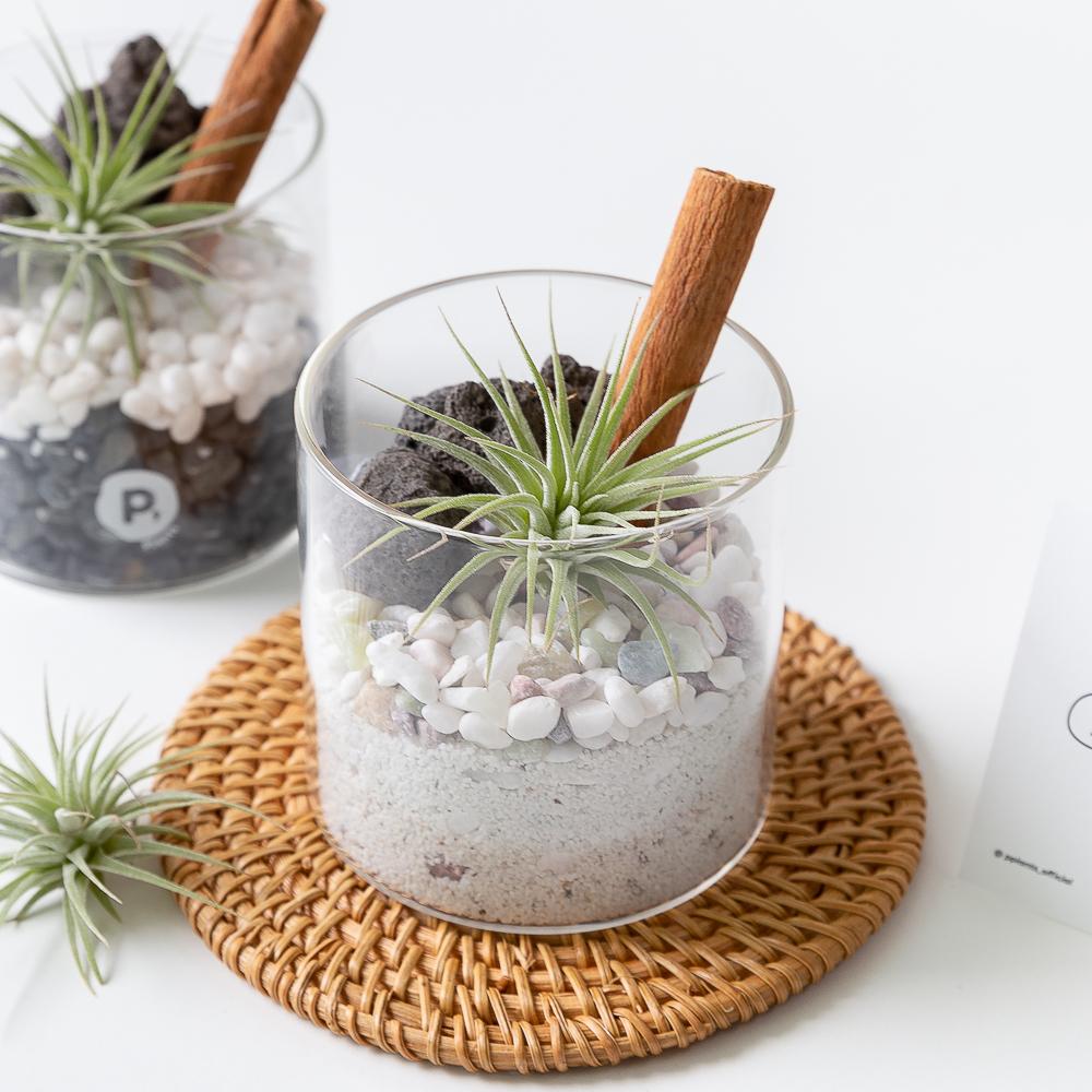 [선물포장/카드] 벌레퇴치식물 "심다 시나몬 테라리움 만들기" 식물 키우기 DIY키트 화분