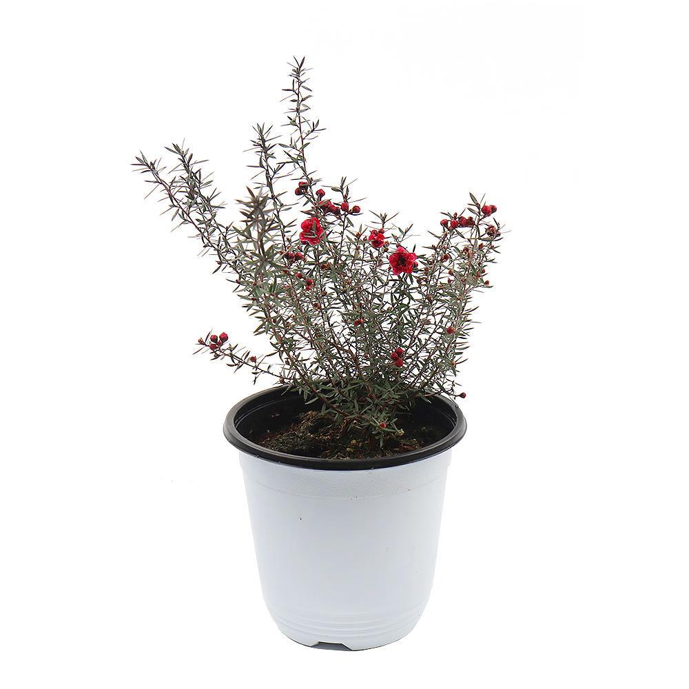 갑조네 호주매화 중품 호주매 마누카 야생화 실내인테리어 공기정화식물