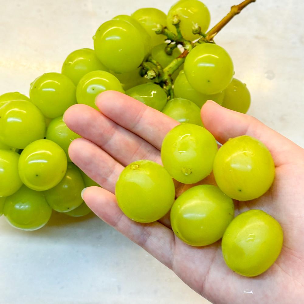 [비밀링크 기간 한정 특가 2차 진행]프루타 영동 프리미엄 최상 특품 고당도 샤인머스켓 20브릭스 수출용 2kg 4kg [원산지:국산(충청북도 영동군)]