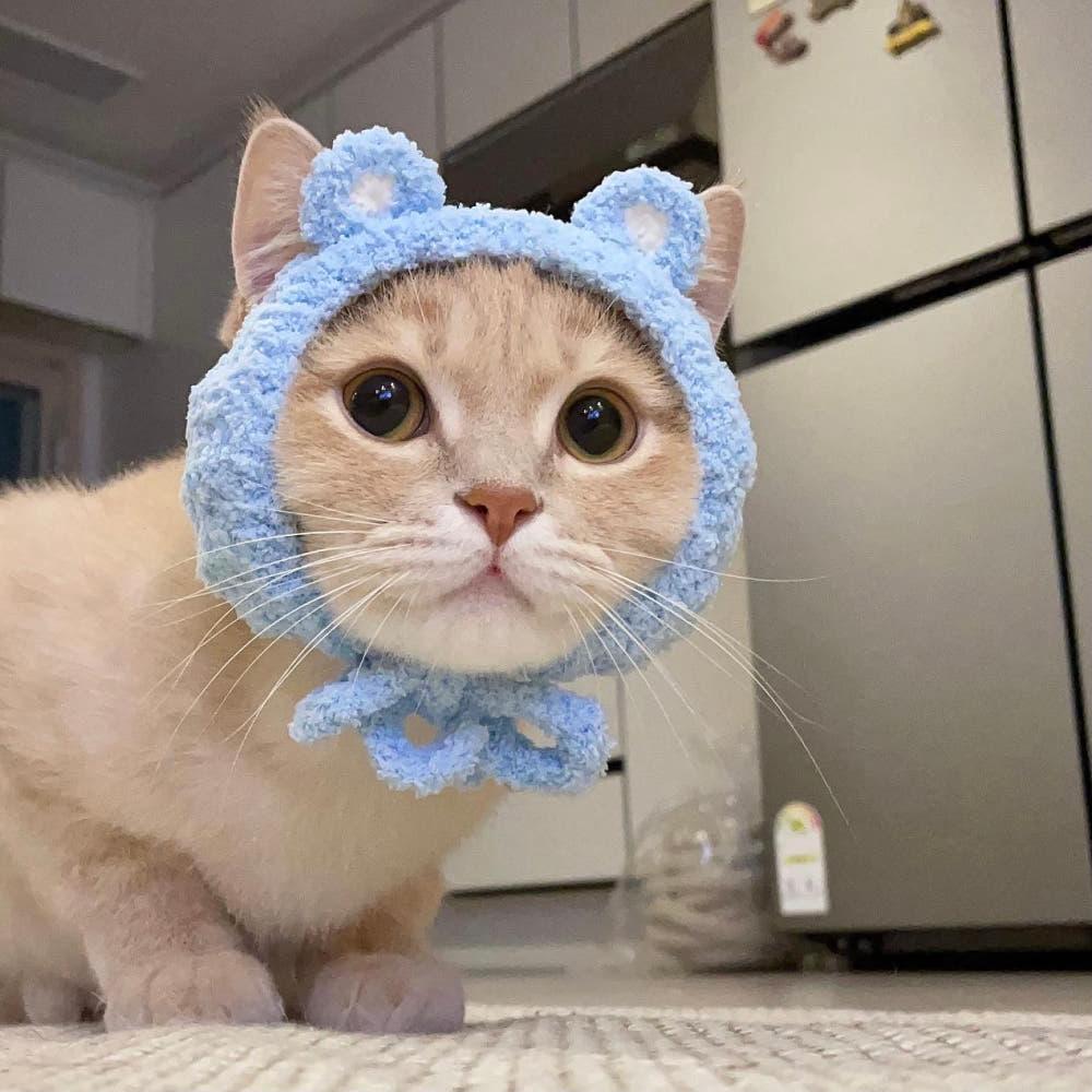 [브리즈먼 블루꼼] 고양이 강아지 귀도리 모자 머리띠 곰도리 곰돌이