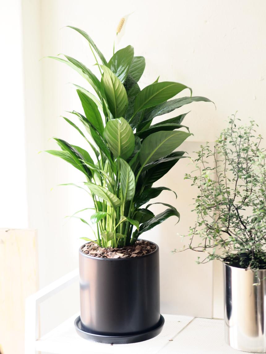 무료배송 "사시사철 꽃이 피는 스파티필름" 블랙, 화이트세트 높이 60cm~ 리본메세지무료