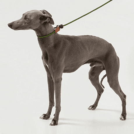 카무라라 강아지산책목줄 중형견 훈련용목줄 로프 일체형목줄