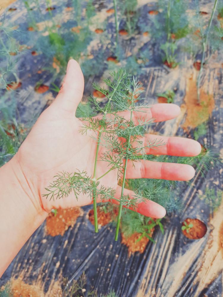허브 딜(dill) 생잎 50g 100g