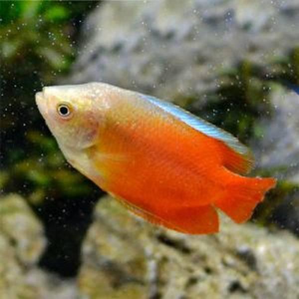 썬셋 구라미 [2마리] - 상아쿠아