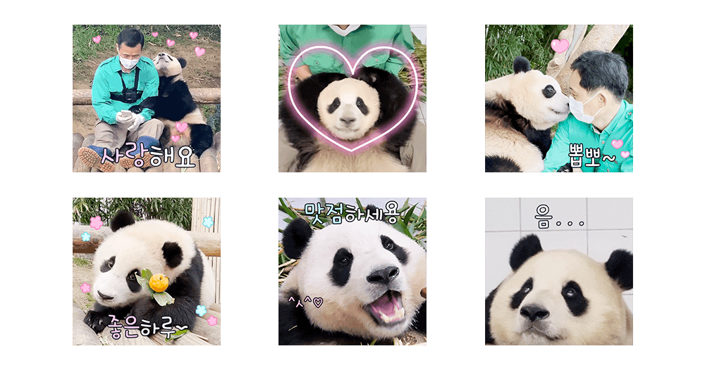 푸바오는 세 살! (바오 패밀리)