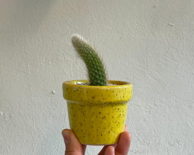 풀집 선인장 미니 반려 희귀식물 사무실 테이블식물 원숭이꼬리선인장