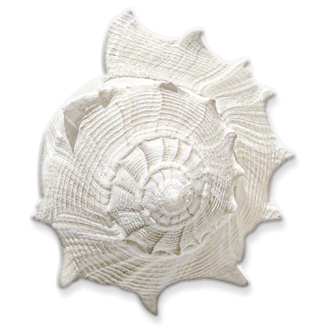 Baby Shell *white