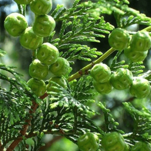 시더우드 100ml / 삼나무향