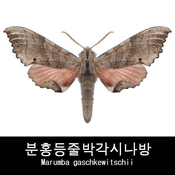 분홍등줄박각시나방표본 Marumba gaschkewitschii