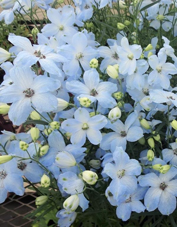 델피니움 치어 라이트블루 (연하늘색) 꽃씨앗 10립