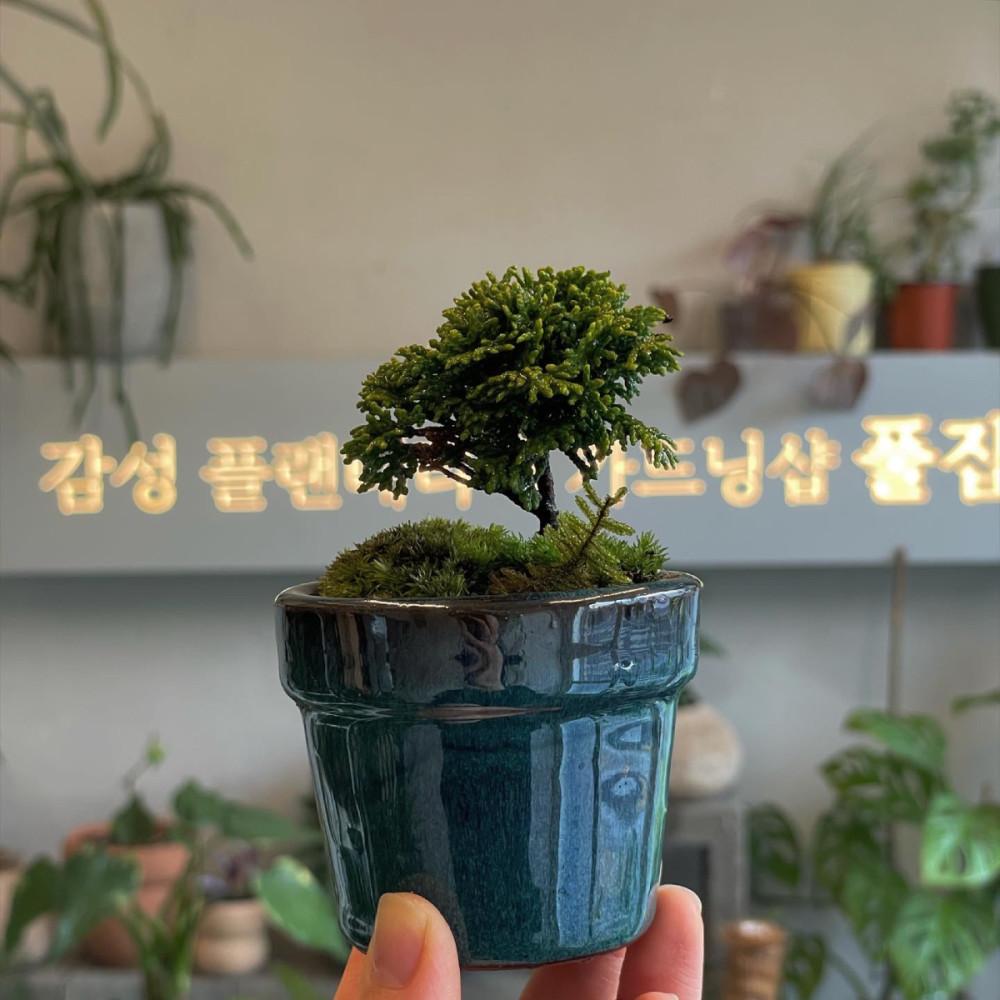 풀집 미니분재 반려식물 사무실 취업선물 플랜테리어 야생화 연산회 청짜보