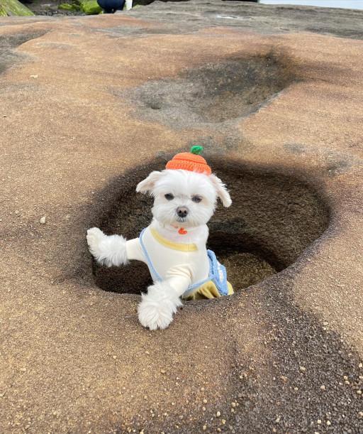 강아지 고양이 제주 귤모자🍊 소형견 중형견 대형견