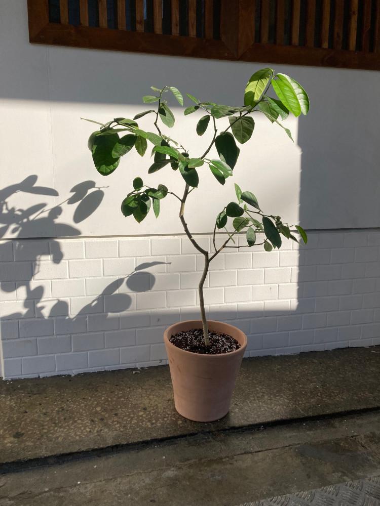 레몬나무 이태리토분 식재 동일품 대형