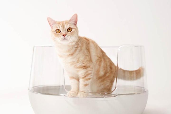 [오늘의딜]배변 스트레스를 최소화한 냥쌤 투명화장실 고양이 평판형 화장실