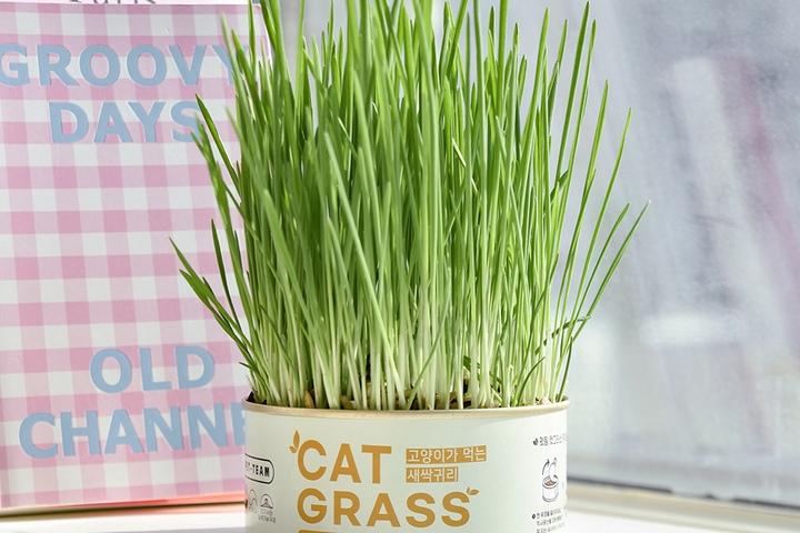 고양이 캣그라스 캔 새싹귀리 고양이풀 간식