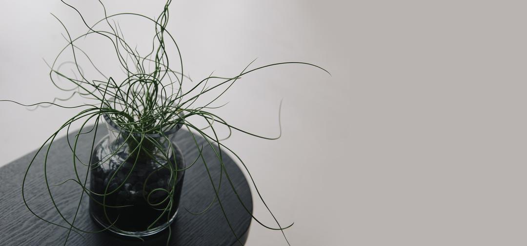 스프링골풀 준쿠스 수풀식물 테라리움 세트 입고완료! 수량이 많지 않습니다.