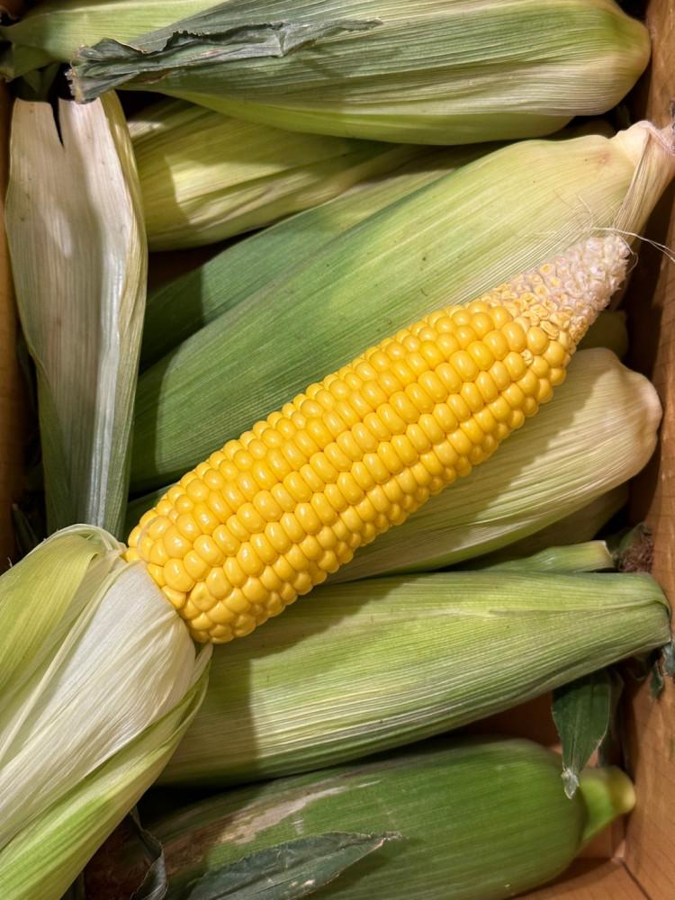 제주 초당옥수수 4차 두 가지 품종 [6/20 발송 예정]