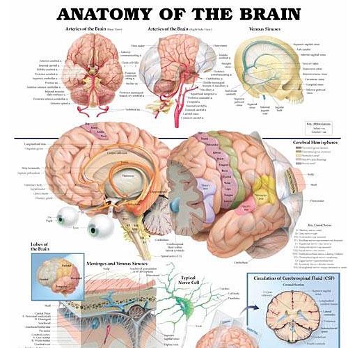 3D 입체차트 뇌해부도 9921