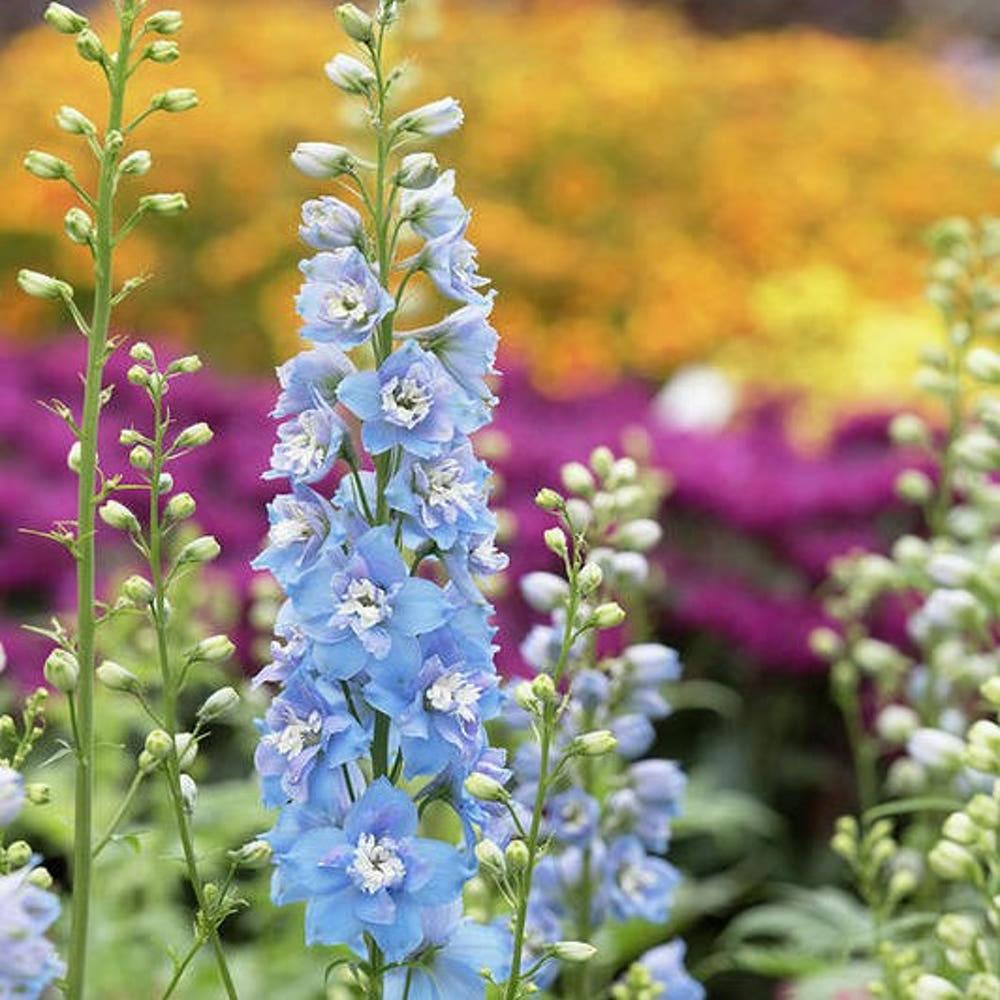 풀떼기 델피늄 숙근 델피니움 뿌리 스카이 블루